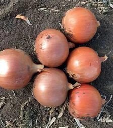 Семена репчатого лука Минди F1, п.е. 250 тыс. семян (Enza Zaden)