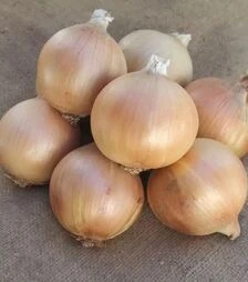 Насіння ріпчастої цибулі Аурелия, 1 кг (Moravoseed)