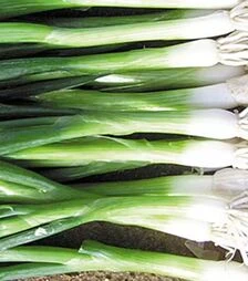 Семена лука Батун Верде F1, п.е. 100 тыс. семян (Seminis)