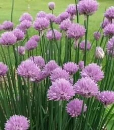 Семена лука шнитт Бигги F1, п.е. 50 тыс. семян (Enza Zaden)