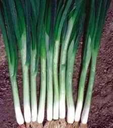 Семена лука батун Грин Баннер F1, п.е. 100 тыс. семян (Seminis)