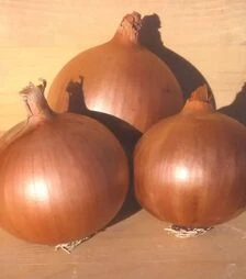 Насіння ріпчастої цибулі Дерек F1, 1 кг (Hazera)