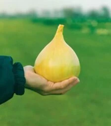 Насіння ріпчастої цибулі Ексибішн, п.о. 250 тис. насінин (Bejo)