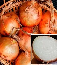 Семена репчатого лука Экстра Эрли Голд F1, п.е. 100 тыс. семян (United Genetiks)