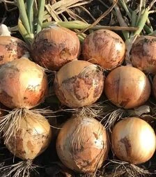 Насіння ріпчастої цибулі Каптіва F1 (CRX 2554 F1), п.о. 250 тис. насінин (Cora Seeds)