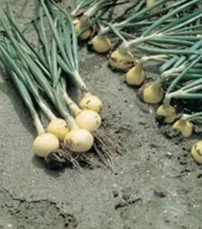 Семена репчатого лука Свифт F1, п.е. 250 тыс. семян (Bejo)