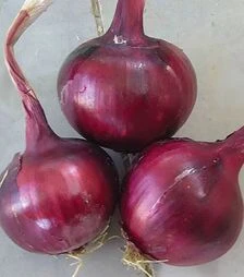 Насіння ріпчастої цибулі Фабула F1, 1 кг (Hazera)