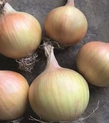 Семена репчатого лука Хайсингер F1, п.е. 250 тыс. семян (Bejo)