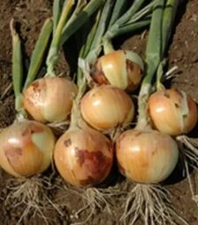 Насіння ріпчастої цибулі Шерман F1, п.о. 250 тис. насінин (Bejo)