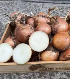 Насіння ріпчастої цибулі Денді F1, п.о. 100 тис. насінин (Enza Zaden)