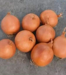 Насіння ріпчастої цибулі Бірді F1, п.о. 250 тис. насінин (Bejo)