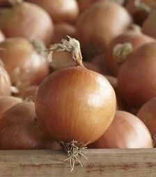 Насіння ріпчастої цибулі Діско F1, п.о. 250 тис. насінин (Syngenta)