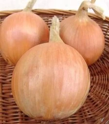 Семена репчатого лука Триумф F1, п.е. 250 тыс. семян (Moravoseed)