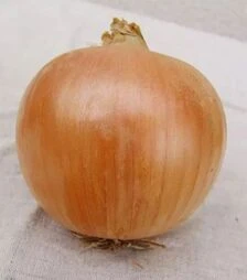 Семена репчатого лука Унико F1, п.е. 250 тыс. семян (Moravoseed)