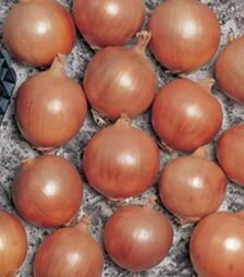 Семена репчатого лука Тамара F1, п.е. 250 тыс. семян (Bejo)