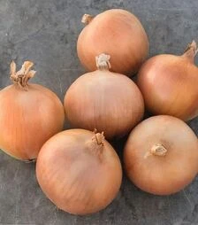 Насіння ріпчастої цибулі Брекстон F1, п.о. 250 тис. насінин (Bejo)