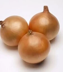 Насіння ріпчастої цибулі Рекс F1, п.о. 250 тис. насінин (Takii Seed)