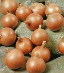 Семена репчатого лука Седона F1, п.е. 250 тыс. семян (Bejo)