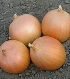 Семена репчатого лука Фундадор F1, п.е. 250 тыс. семян (Cora Seeds)