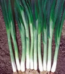 Семена лука батун Японская, 250 г (Коуэлл)