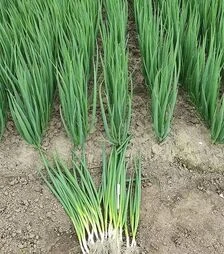 Семена лука батун Йода, п.е. 10 тыс. семян (Sakata)