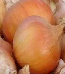 Семена репчатого лука Тандем, 1 кг (Moravoseed)