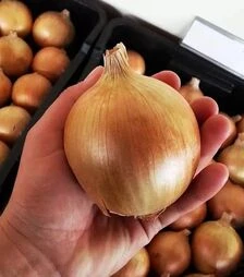 Насіння ріпчастої цибулі Августа, 100 г (Moravoseed)