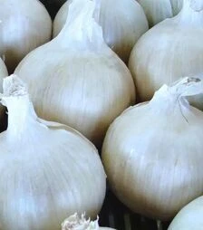 Насіння ріпчастої цибулі Авалон, 100 г (Moravoseed)