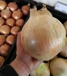 Семена репчатого лука Глобо, 100 г (Moravoseed)