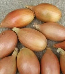 Насіння ріпчастої цибулі Еліста, 100 г (Semo)