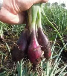 Насіння ріпчастої цибулі Карминка, 100 г (Semo)