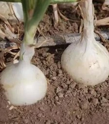 Насіння ріпчастої цибулі Азіла F1, п.о. 100 тис. насінин (Esasem)