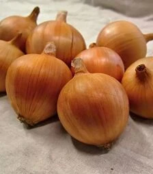 Насіння ріпчастої цибулі Амфора Голд F1, п.о. 25 тис. насінин (Moravoseed)