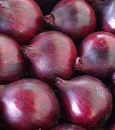 Семена репчатого лука Магнате F1, п.е. 25 тыс. семян (Moravoseed)