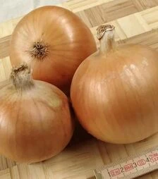 Насіння ріпчастої цибулі Болеро F1, п.о. 25 тис. насінин (Moravoseed)