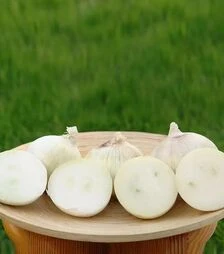 Насіння ріпчастої цибулі Сієра Бланка F1, п.о. 250 тис. насінин (Seminis)