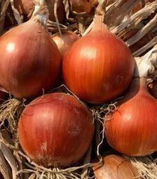 Семена репчатого лука Аттика F1, п.е. 250 тыс. семян (Cora Seeds)