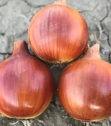 Семена репчатого лука Луника F1, п.е. 250 тыс. семян (Cora Seeds)