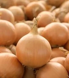 Насіння ріпчастої цибулі Промоушн F1, п.о. 250 тис. насінин (Syngenta)