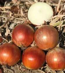 Семена репчатого лука Магика F1, п.е. 250 тыс. семян (Cora Seeds)