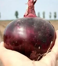 Семена репчатого лука Фиамма F1, п.е. 250 тыс. семян (Cora Seeds)