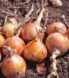 Семена репчатого лука Миссисипи F1, п.е. 250 тыс. семян (Seminis)