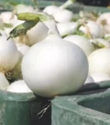 Насіння ріпчастої цибулі Вайт Вінг F1, п.о. 250 тис. насінин (Bejo)