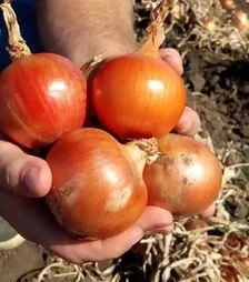 Семена репчатого лука Титан F1, п.е. 250 тыс. семян (Libra Seeds)