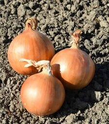 Семена репчатого лука Фасто F1, п.е. 250 тыс. семян (Hazera)