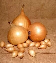 Семена лука севок Центурион, 10 кг (Broer B.V.)