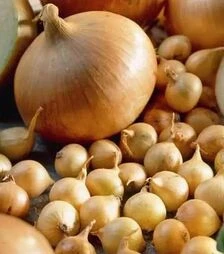 Семена лука севок Штутгартер Ризен, 10 кг (Broer B.V.)