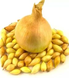 Семена лука сеялки Шекспир, 10 кг (Triumfus Onion Products)