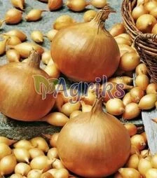 Семена лука севок Стурон, 10 кг (Triumfus Onion Products)