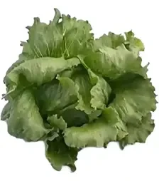 Насіння салату Айс вейв, п.о. 5 тис. насінин (Syngenta)